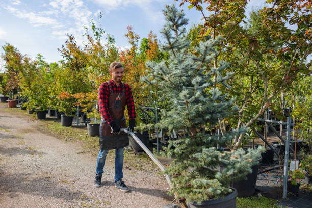 Sabina, OH Tree Removal and Landscaping Services Company